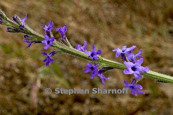 verbena lasiostachys var lasiostachys 1 graphic